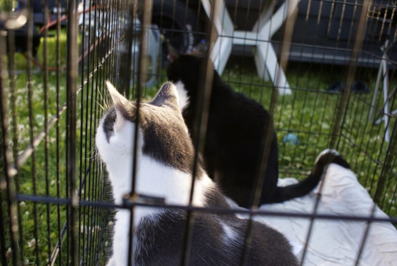 800x536 pixels (66K)