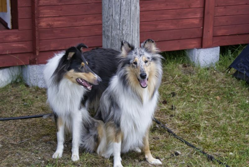 800x536 pixels (81K)